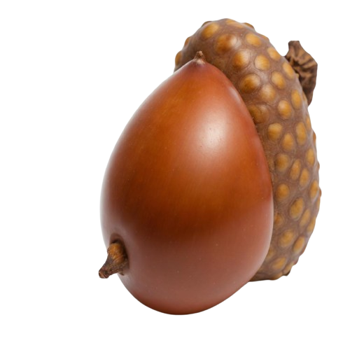 Acorns