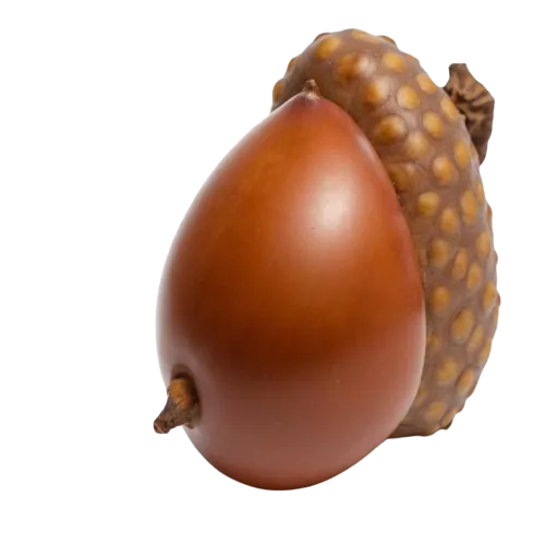 Acorns