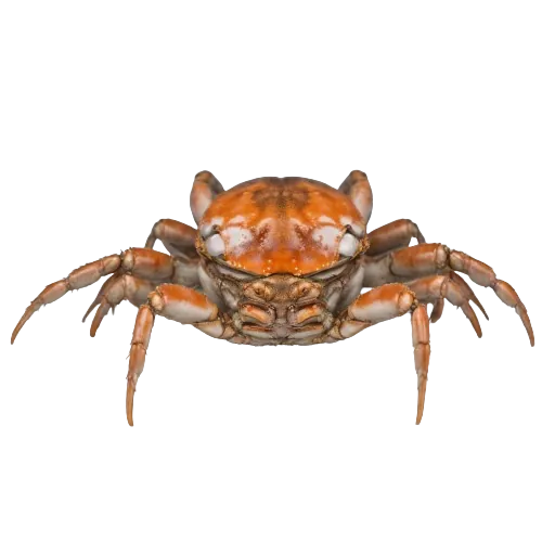 Alaska king crab