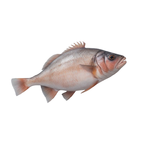 Alaskan Halibut fish