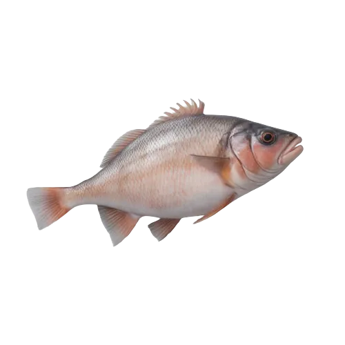Alaskan Halibut fish