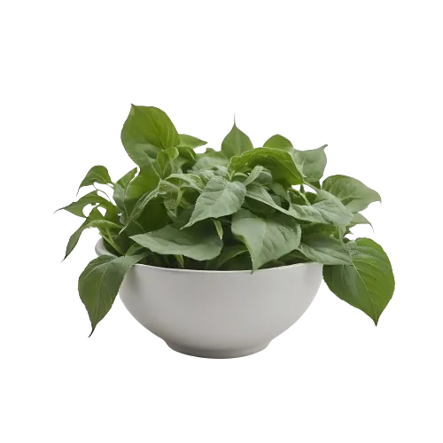 Amaranth Leaves