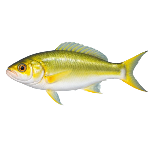 Atlantic croaker fish