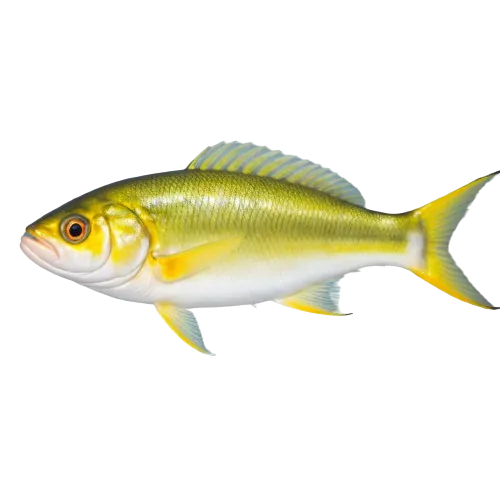 Atlantic croaker fish