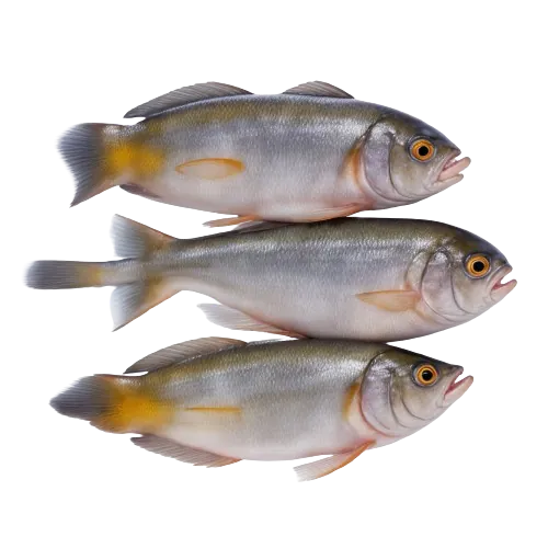 Atlantic Herring fish