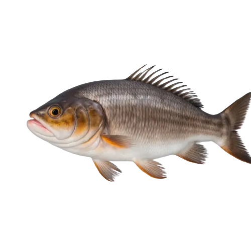 Atlantic wolffish