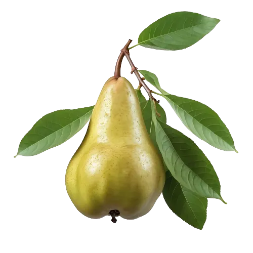 Balsam-Pear