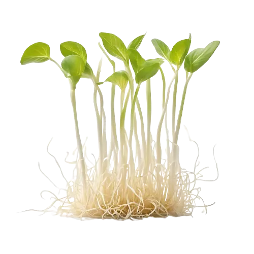 Bean Sprouts