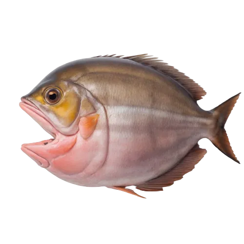 Bluefin tuna