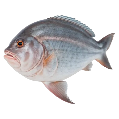 Bluefish