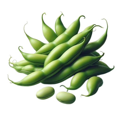 Broadbeans (fava beans)