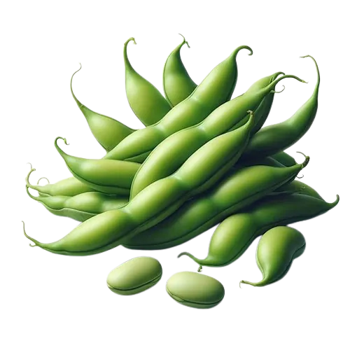 Broadbeans (fava beans)