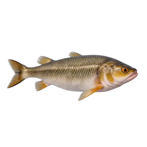 Burbot fish