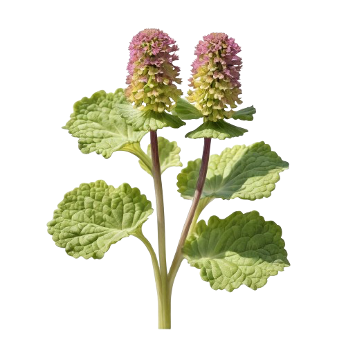 Butterbur