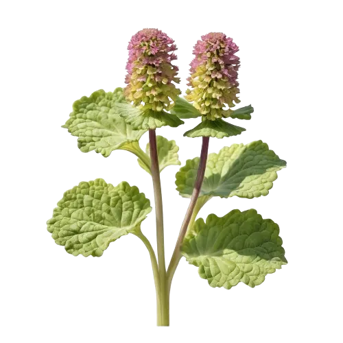 Butterbur