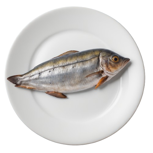 Canned sardine
