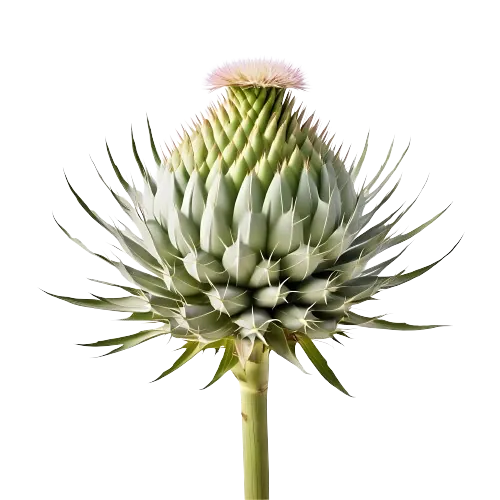 Cardoon