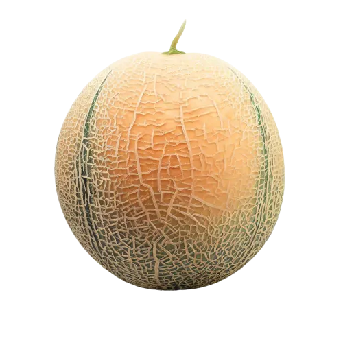 Cassaba Melon