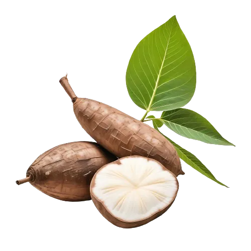 Cassava