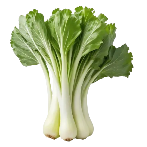 Celtuce