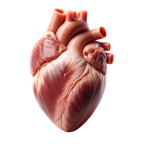 Chicken heart