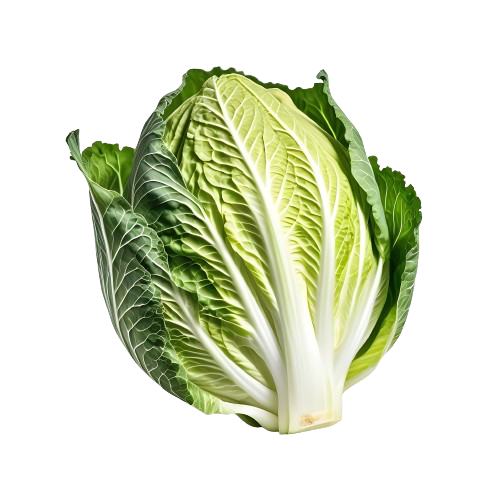 Chinese cabbage (pe-tsai)