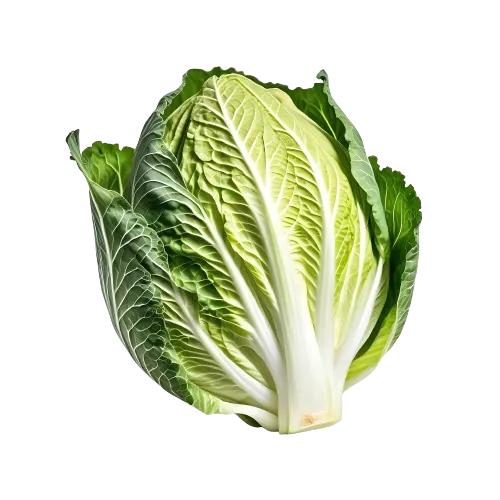 Chinese cabbage (pe-tsai)