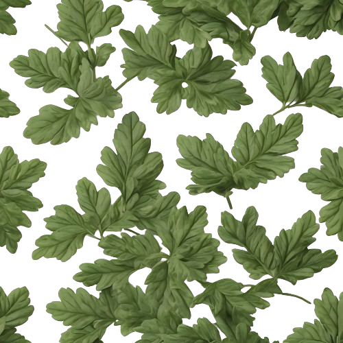 Chrysanthemum leaves
