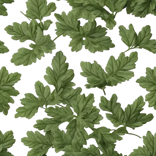Chrysanthemum leaves