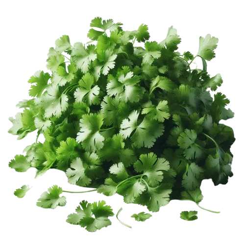 Cilantro