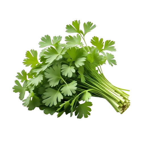 Cilantro or Coriander