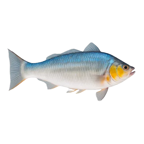 Cisco fish