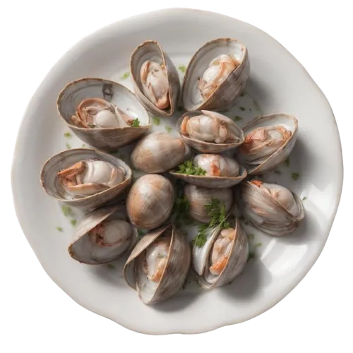 Clam