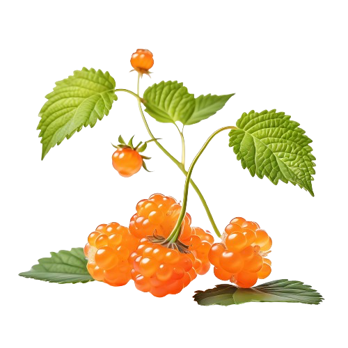 Cloudberries