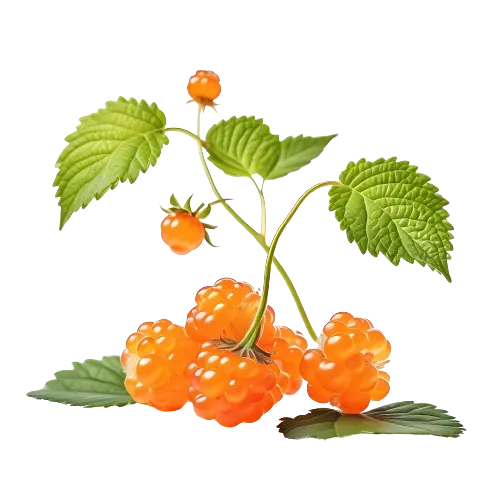 Cloudberries