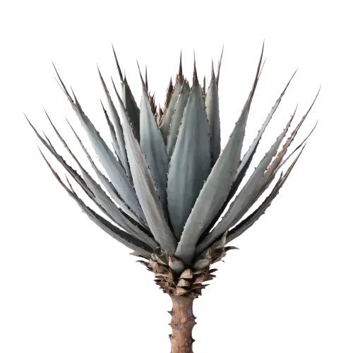 Cooked Agave