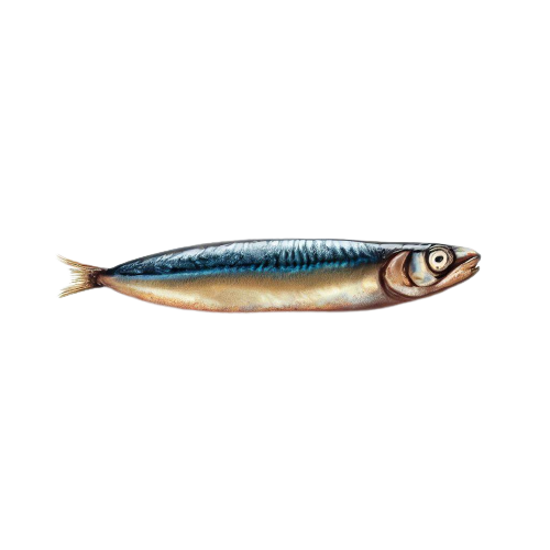 Cooked Anchovy