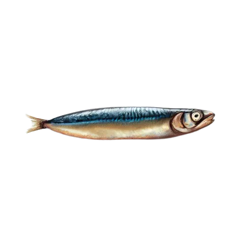 Cooked Anchovy