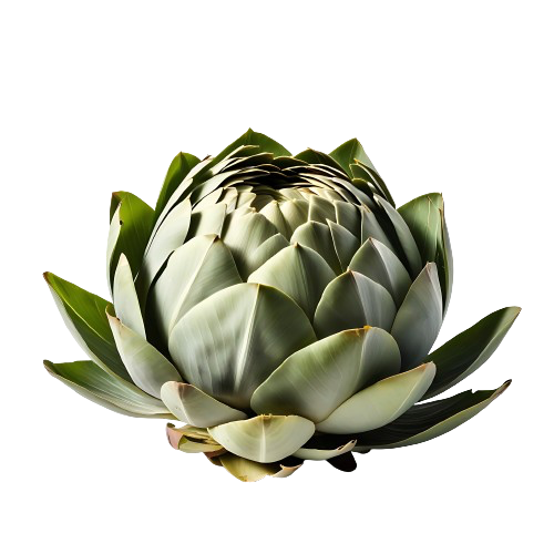 Cooked Artichoke