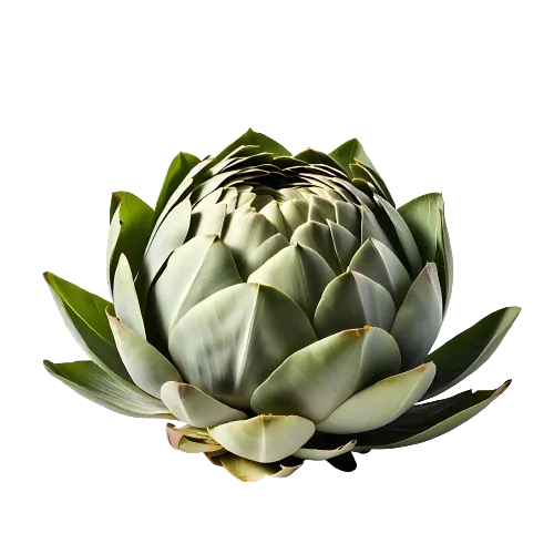 Cooked Artichoke