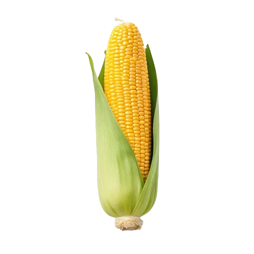 Corn