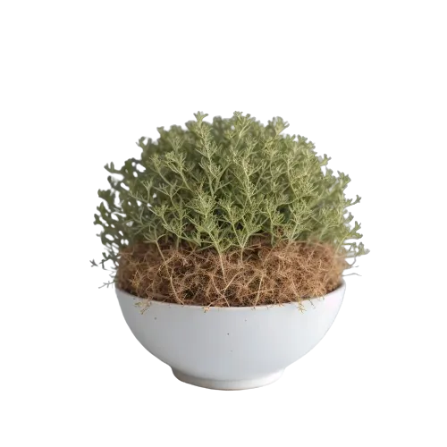 Cress