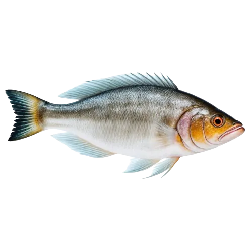 Cusk fish