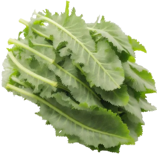Dandelion greens
