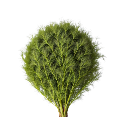 Dill weed