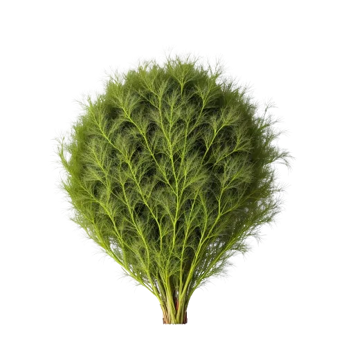 Dill weed