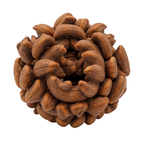 Dried acorn