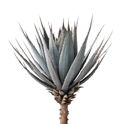 Dried Agave