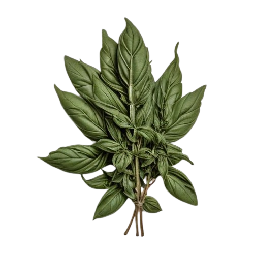 Dried Basil