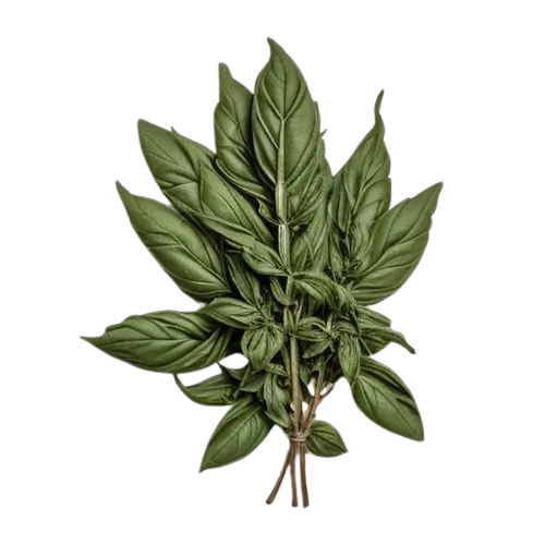 Dried Basil